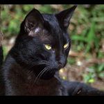 Croiser un chat noir porte malheur