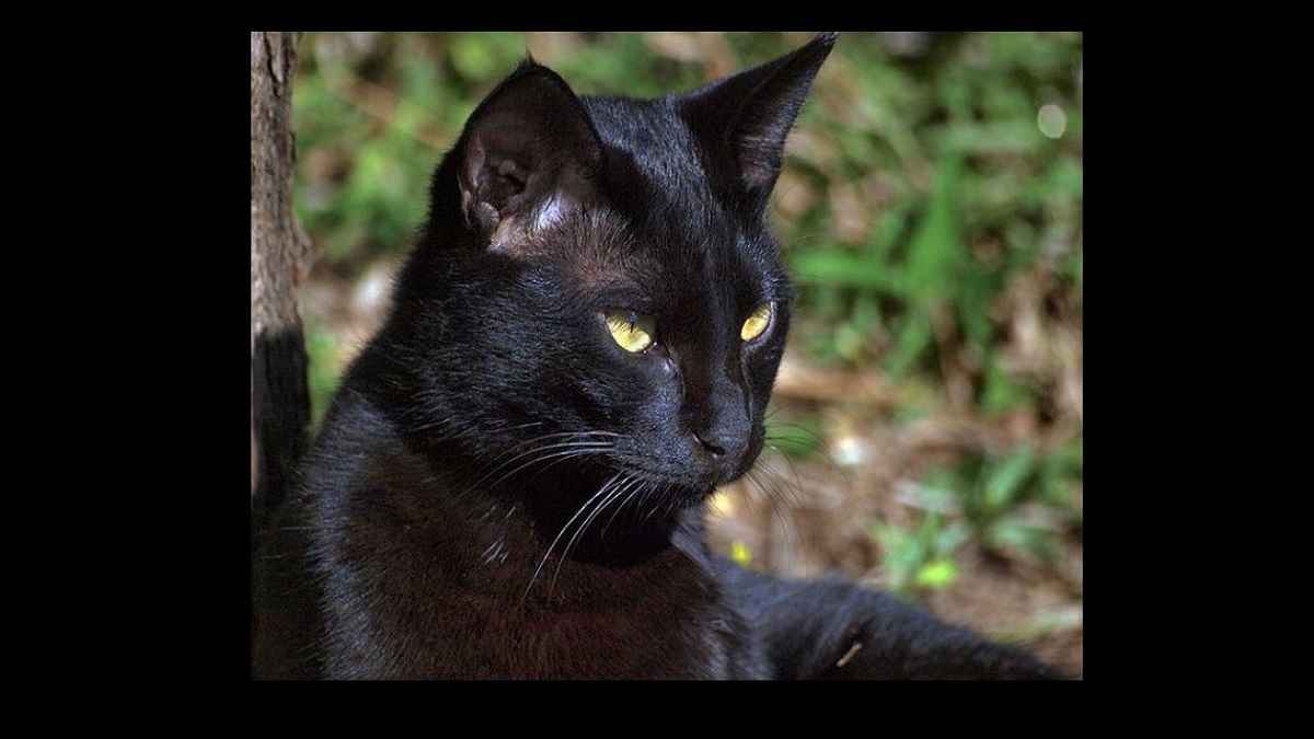 chat noir - superstitions et croyances